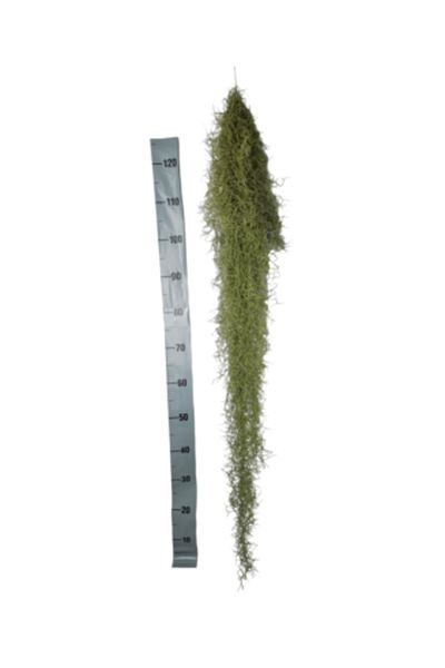 CORSA Planta aeriană Tillandsia Usneoides Green - Mare