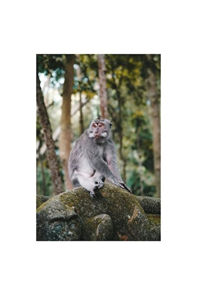 OEM Tablou Canvas, "Maimuta ganditoare in padurea tropicala", 50 x 50cm