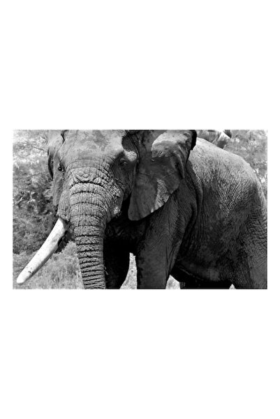 OEM Tablou Canvas, "Uriasul elefant din savana africana", 100 x 100cm