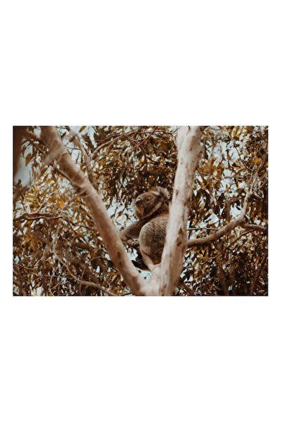 OEM Pânză Tablou, „Koala odihnindu-se printre crengi mari”, 100 x 70cm