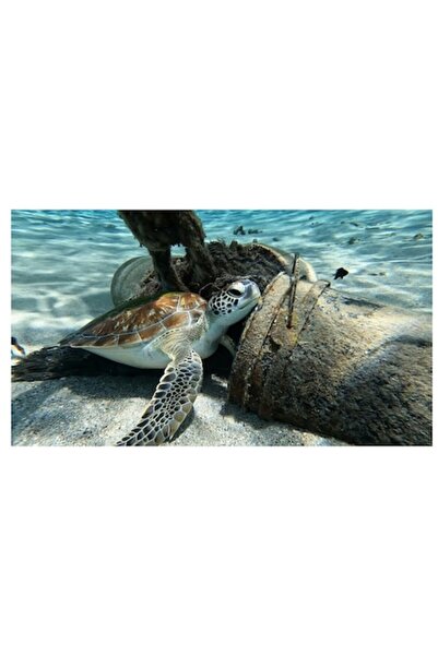 OEM Tablou Canvas, 'Broasca testoasa odihnindu-se pe fundul oceanului'