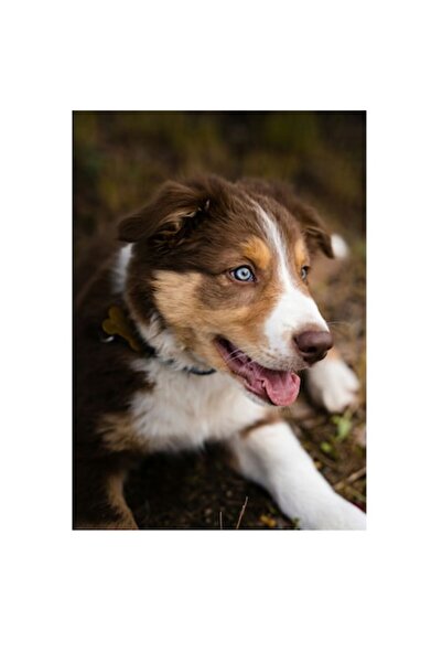 OEM Pictură pe pânză, „Cățeluș pufos jucăuș”, 70 x 100 cm