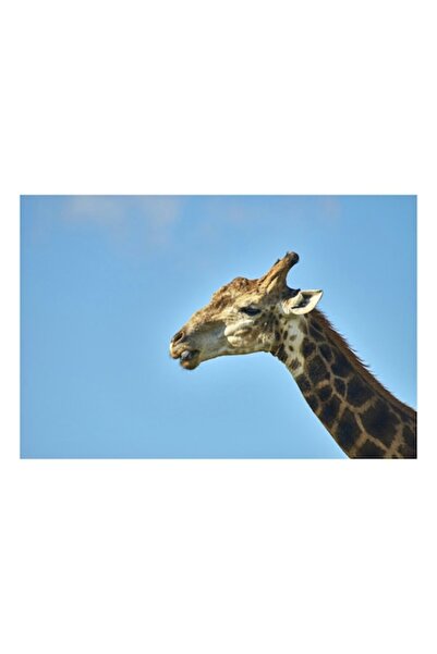 OEM Tablou Canvas, 'Gatul lung al girafei marete', Giraffe, Sky, Profile, Spo...