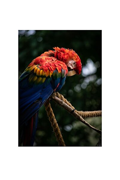 OEM Tablou Canvas, "Papagalul splendid in natura vibranta", 70 x 100cm