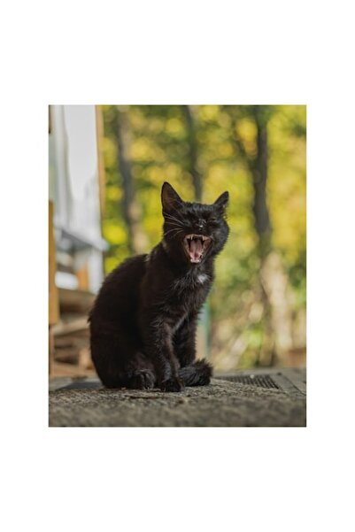 OEM Tablou Canvas, 'Pisica neagra cascand in soare', 50 x 70 cm