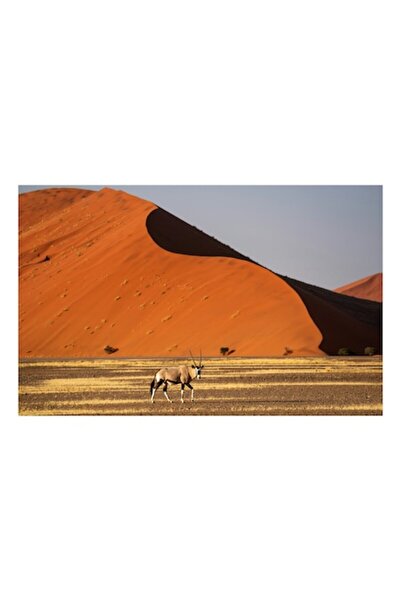 OEM Tablou Canvas, "Oryx in fata dunelor portocalii", Antilopa, Dune, Desert,...