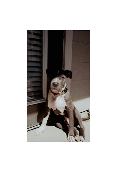 OEM Pictură pe pânză, „Nu pot identifica cine este în imagine, dar este un câ...