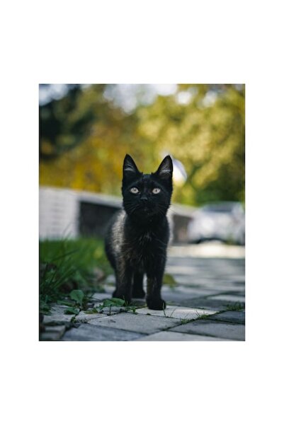 OEM Tablou Canvas, "Pisoiul negru pe cararuie insorita", Negru, Ochii, Pisica, Trotuar, Natura, Verdeata