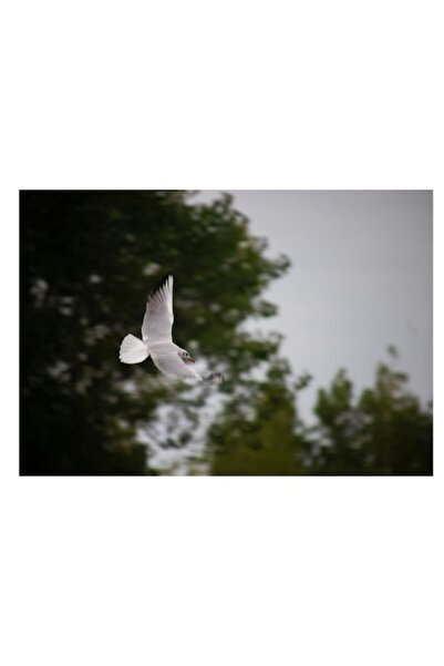 OEM Tablou Canvas, "Pescarus in zbor peste padure.", 100 x 70cm