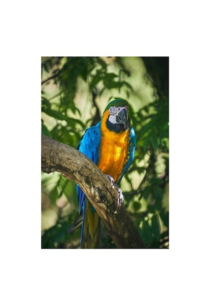 OEM Tablou Canvas, "Papagalul albastru in razele soarelui", 50 x 70cm