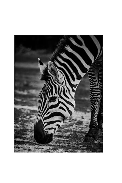 OEM Tablou Canvas, Zebra in tacerea savanei africane