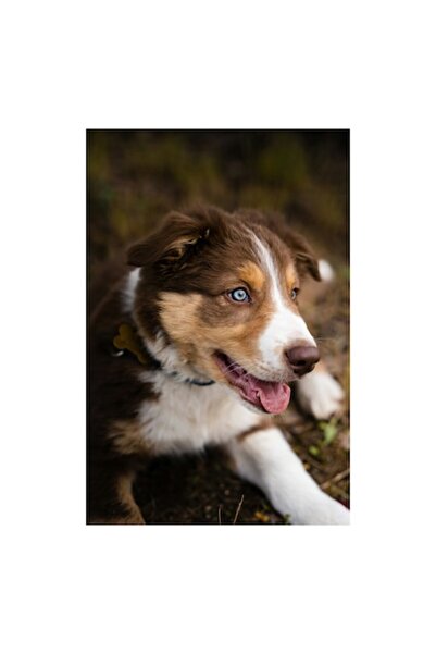 OEM Pictură pe pânză „Cățeluș jucăuș cu blană pufoasă”