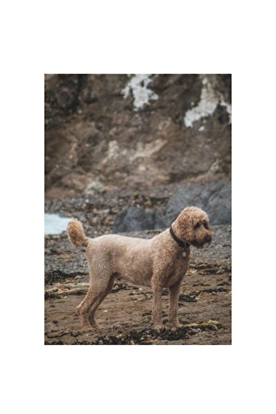 OEM Tablou Canvas, "Cainele pe plaja in asteptare linistita", 26 x 39cm