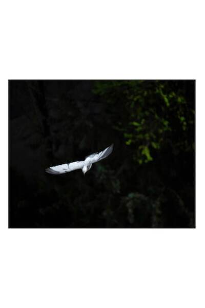 OEM Tablou Canvas, "Pasarea alba in zbor nocturn", Porumbel, Zbor, Noapte, In...