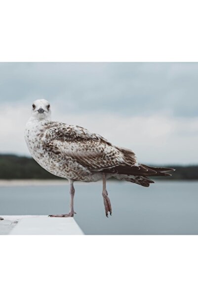 OEM Tablou Canvas, "Pescarus pe marginea marii albastre", 90 x 50cm