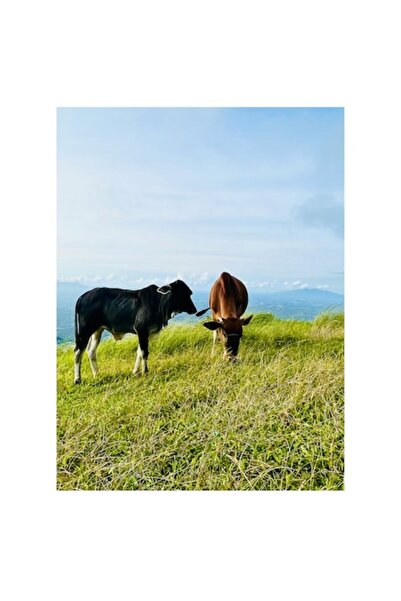 OEM Masă pânză, masă inversată cu desen, 70 x 100 cm