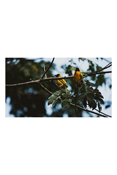 OEM Tablou Canvas, 'Pasari colorate in ramuri verzi'