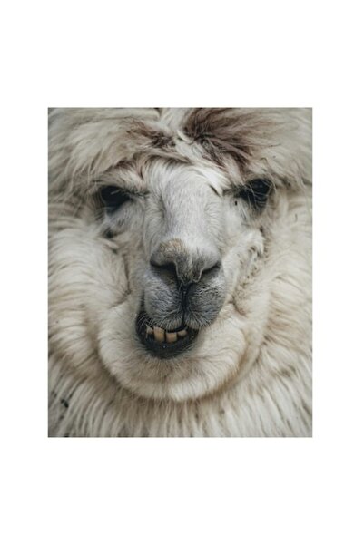 OEM Tablou Canvas, "Intalnire cu lama zambitoare", 100 x 100cm