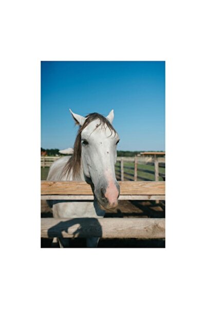 OEM Pictură pe pânză, „Cal alb la marginea gardului”