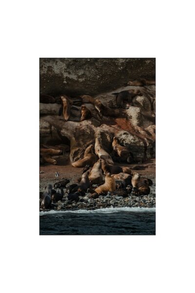 OEM Tablou Canvas, 'Colonie de lei de mare pe stanci'