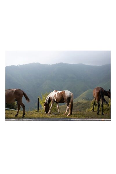 OEM Tablou Canvas, 'Trei cai pe culmea muntilor verzi', Cal, Pasune, Munte, Vegetatie, Cer, Nori, Peisaj