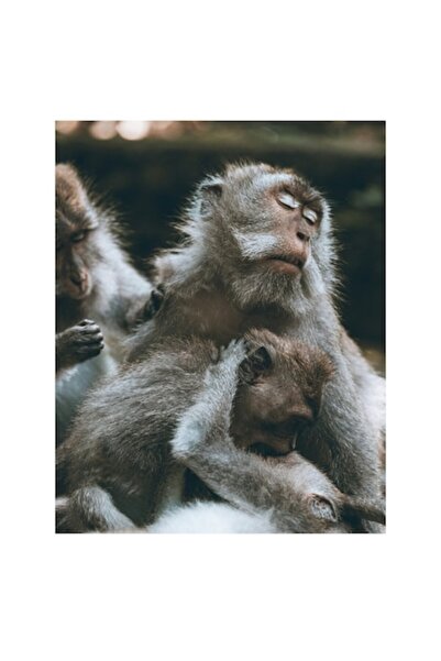 OEM Tablou Canvas, "Familie de maimute odihnindu-se linistite", 100 x 150cm