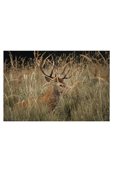 OEM Pictură pe pânză - Cerb ascuns în iarbă înaltă, 70 x 50 cm