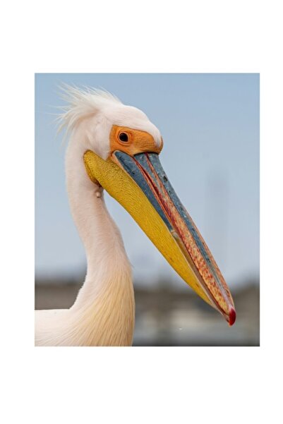 OEM Tablou Canvas, "Portretul pelicanului cu cioc pestrit", 50 x 70cm
