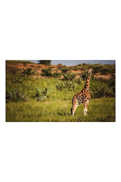 OEM Pictură pe pânză, „Gheara înaltă a savanei africane”, Girafă, Savană, Iar...