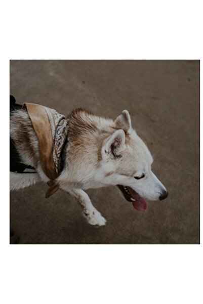 OEM Tablou Canvas, "Cainele fericit pe plaja umeda", 50 x 50cm