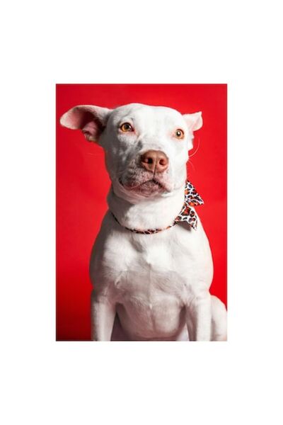 OEM Pictură pe pânză, „Câine cu papion pe fundal roșu”, Aspect calm, 70 x 100 cm