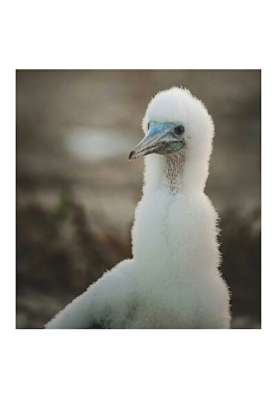 OEM Tablou Canvas, "Pui de pasare in mangaierea vantului", 26 x 39cm