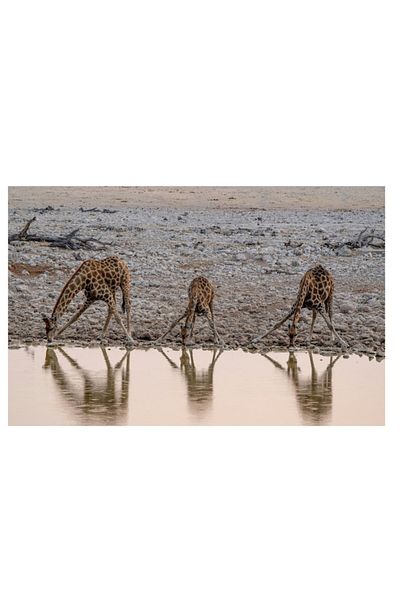 OEM Tablou Canvas, "Giraffe band apa la apusul soarelui", 70 x 50cm