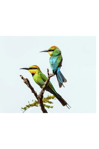 OEM Tablou Canvas, "Pasari colorate pe creanga subtire", 39 x 26cm