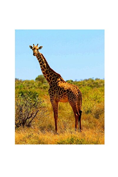 OEM Tablou Canvas, "Girafa singuratica in savana africana", 100 x 100cm