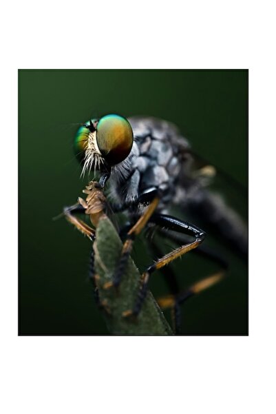 OEM Tablou Canvas, "Dansul mustelor la amurg", 50 x 50cm