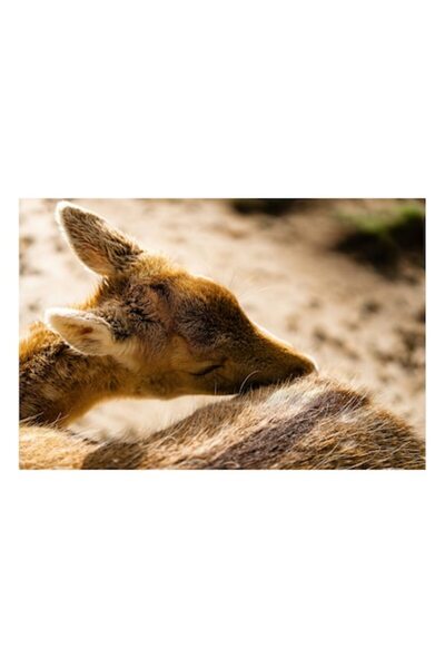 OEM Tablou Canvas, "Caprioara odihnindu-se in lumina soarelui", 54 x 39cm