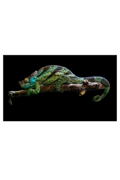 OEM Tablou Canvas, "Cameleonul pe creanga noaptea", 100 x 70cm