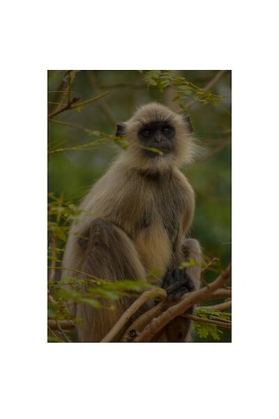OEM Tablou Canvas, "Maimuta in singuratatea padurii verzi", 50 x 70cm
