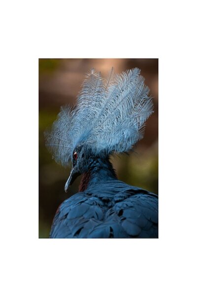 OEM Tablou Canvas, "Frumusetea penajului regal al porumbelului", 100 x 150cm