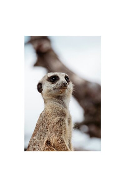 OEM Pictură pe pânză, „Suricată de veghe sub cer senin”, Premium