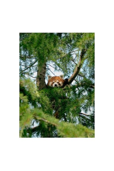 OEM Tablou Canvas, "Panda rosu ascuns in copac", 100 x 100cm