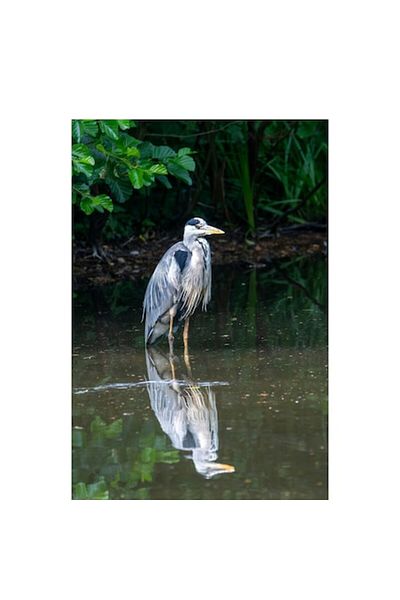 OEM Tablou Canvas, "Reflectia starcului in apa linistita", 100 x 150cm