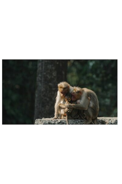 OEM Tablou Canvas, "Familie de maimute in natura", 70 x 50cm