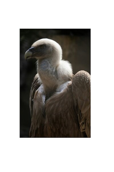 OEM Tablou Canvas, 'Vulturul in lumina diminetii.', 50 x 70 cm