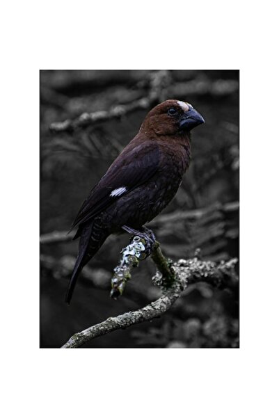 OEM Tablou Canvas, "Pasarea solitara pe ramura veche", 50 x 70cm