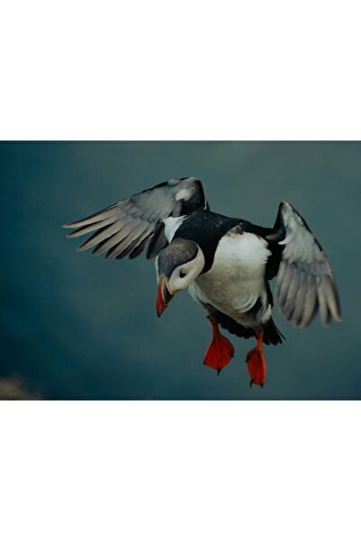 OEM Tablou Canvas, 'Zborul gratios al puffinului arctic', Puffin, Zbor, Aripi, Ocean, Penaj, Frumos, Cal