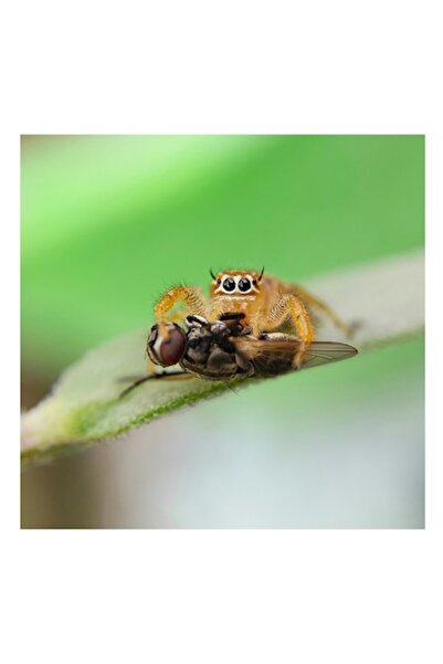 OEM Pictură pe pânză, „Păianjen săritor și prada sa”, Ochi, Picioare, Pradă, ...