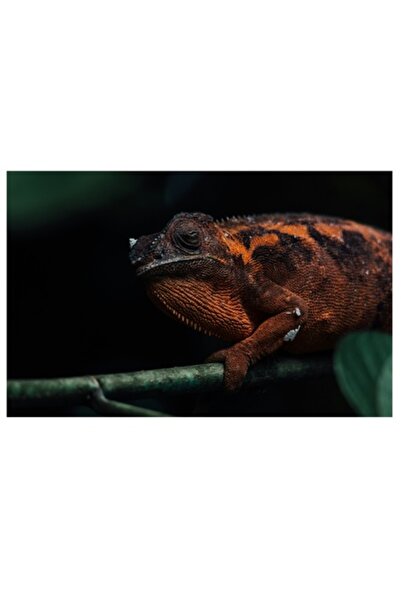 OEM Tablou Canvas, "Cameleonul in umbra frunzelor verzi", 150 x 100cm