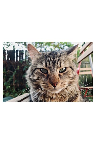 OEM Tablou Canvas, "Pisica ganditoare in gradina de vara", 70 x 50cm